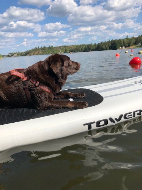Stand Up Paddling med hund – Sommarkurs Stand Up Paddling med hund – Sommarkurs