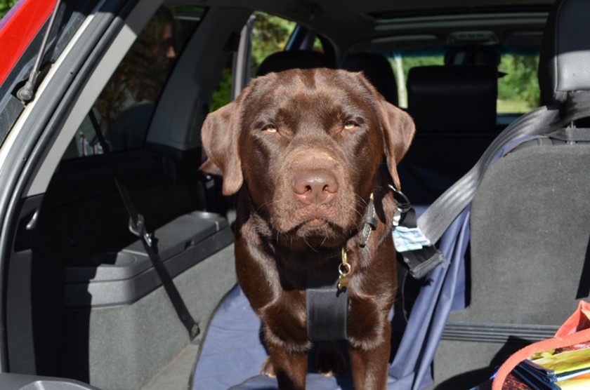 The Adolescent dog – Understanding the changes The Adolescent dog – Understanding the changes