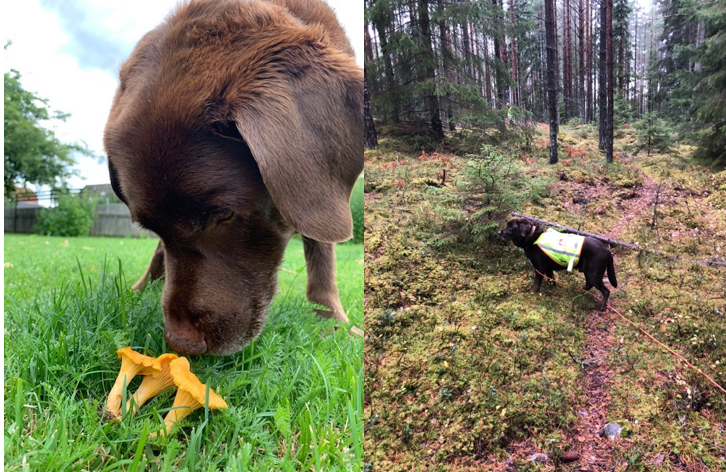 Chanterelle search – Summer & Autumn Chanterelle search – Summer & Autumn