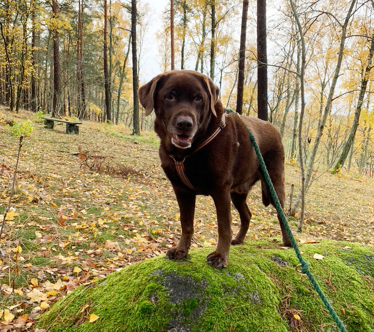 The Senior Dog The Senior Dog
