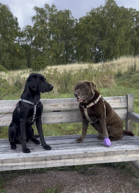 Understanding stress in dogs – how to help them to a calmer life Understanding stress in dogs – how to help them to a calmer life